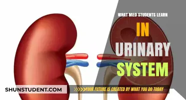 Exploring the Urinary System: Key Lessons for Medical Students