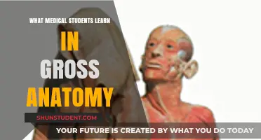 Exploring the Fascinating World of Gross Anatomy: A Medical Student's Journey
