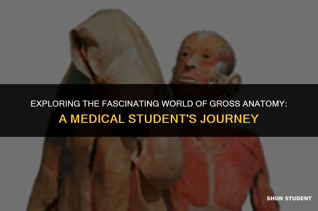 what medical students learn in gross anatomy