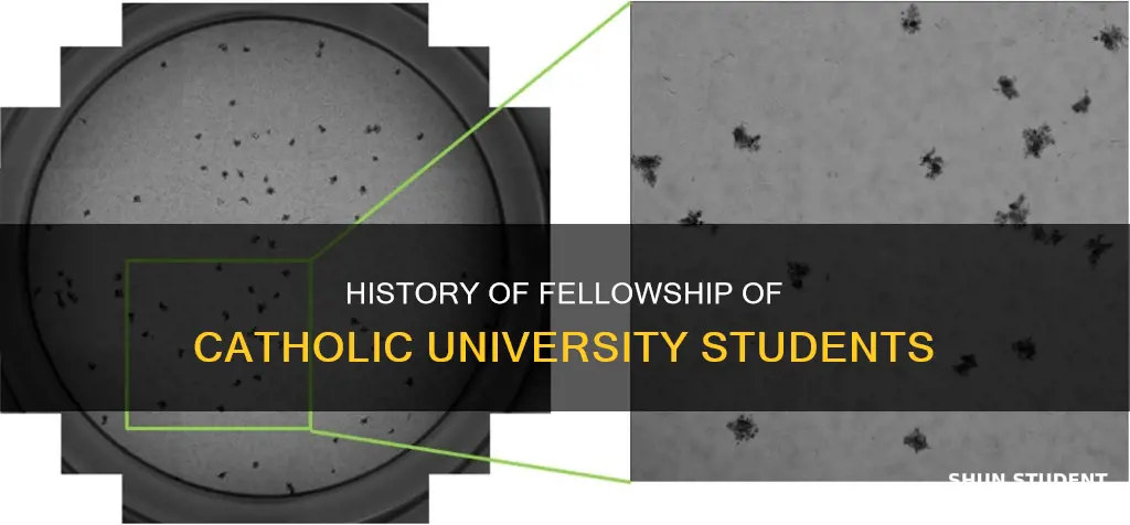 when was fellowship of catholic university students formed
