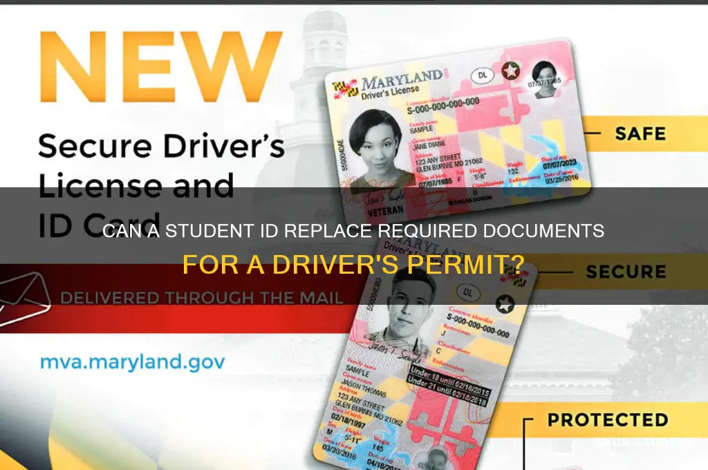 will a student id work for getting a driver