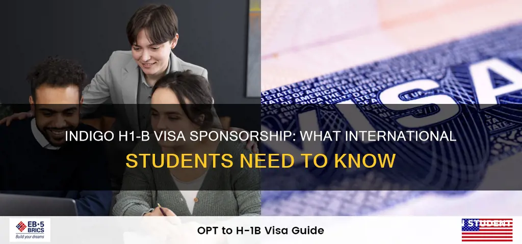 will indigo sponsor for h1b for international students